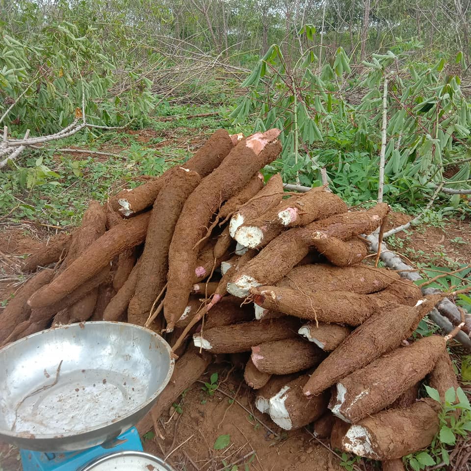 KETELA